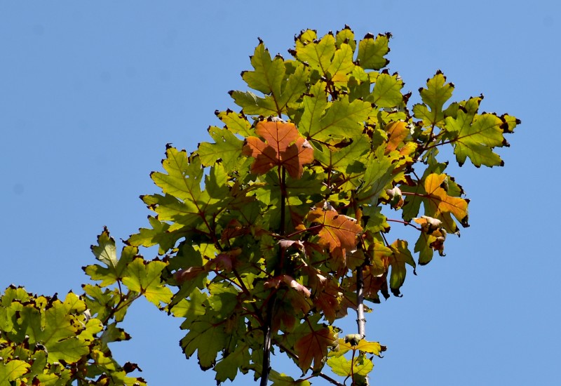 Thời tiết se se lạnh của mùa thu Hà Nội được xem là điều kiện lý tưởng để loài cây phong lá đỏ chuyển màu từ xanh sang vàng cam, đỏ.