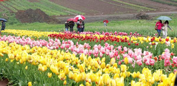 Không chỉ cư dân địa phương, du khách nhiều nơi cũng đến để ghi lại những hình ảnh kỷ niệm với rừng hoa tulip đa sắc màu.