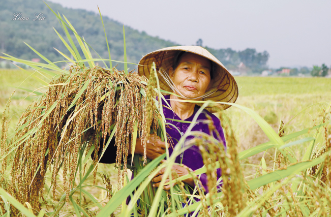 Nếp hạt cau được trồng nhiều ở các huyện phía Bắc tỉnh Thanh Hóa. TL