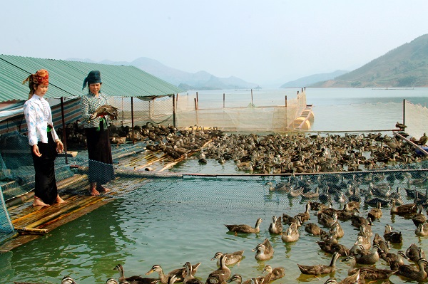 Mô hình nuôi cá lồng gắn với thủy cầm ở Chiềng Bằng.