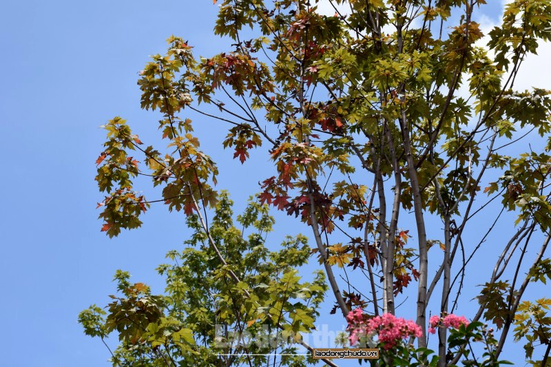 Khi phong lá đỏ mới được trồng tại đường phố Hà Nội, có không ít ý kiến cho rằng phong lá đỏ là cây ưa khí hậu lạnh nên không phù hợp với khí hậu nhiệt đới của Việt Nam.