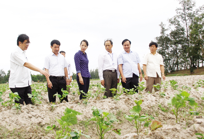 Bà Nguyễn Triều Thương – Chủ tịch UBND huyện Triệu Phong cùng lãnh đạo tỉnh, sở ngành thăm mô hình trồng khoai xen canh đậu đen xanh lòng ở xã Triệu Vân.