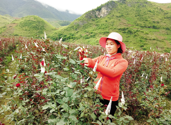 Nhiều nông dân đã mạnh dạn chuyển cây lương thực kém hiệu quả sang trồng các loại cây có giá trị kinh tế cao.