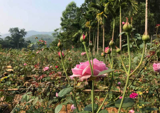 Sau 2 năm mày mò học hỏi và đầu tư số tiền cực lớn, chị Tuyết sở hữu vườn hoa hồng hữu cơ để làm trà nguyên bông rộng gần 3,5ha.
