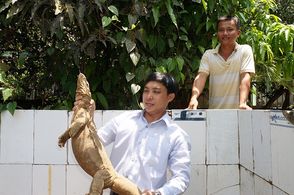 Nông dân Nguyễn Thanh Tuấn đang giới thiệu những con kỳ đà giống 