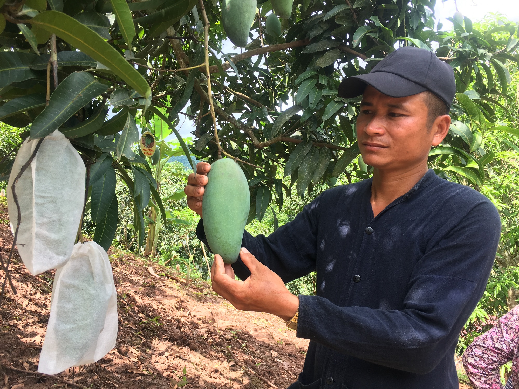 Xoài Yên Châu đã sang thị trường Úc.