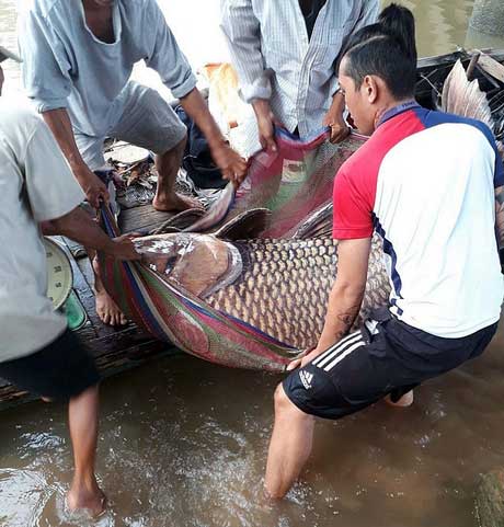 4 người khỏe mạnh mới cho thể đem con cá hô vàng khổng lồ này lên khỏi mặt nước.