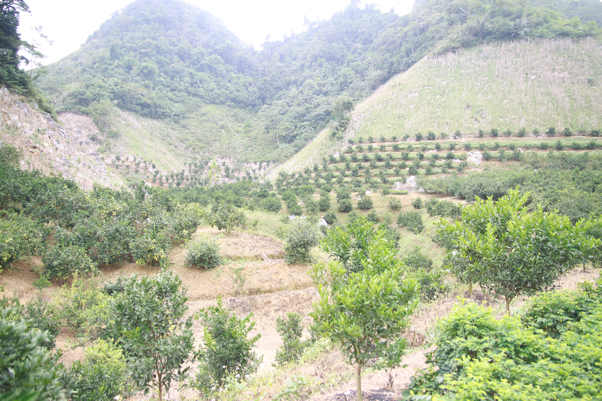 Hàng ngàn ha đất dốc ở Sơn La từng bỏ hoang, sản xuất kém hiệu quả đã được chuyển đổi sang trồng cây ăn quả mang lại hiệu quả kinh tế cao.