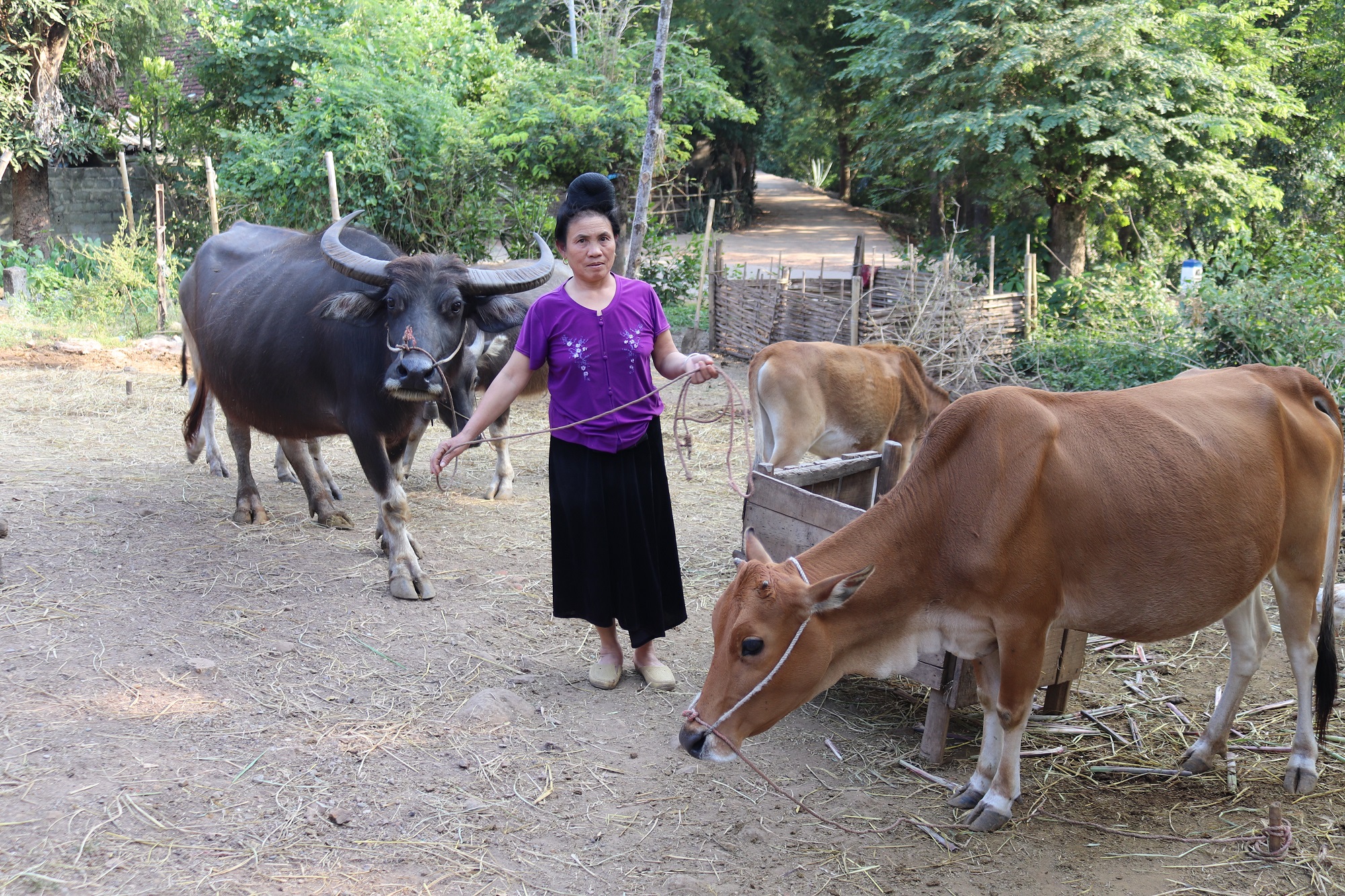 Một số xã vùng cao, biên giới ở Yên Châu đang tập trung phát triển chăn nuôi đại gia súc.