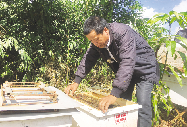 Nghê nuôi ong đã giúp cho nhiều hộ nông dân như gia đình ông Nguyễn Hữu Sinh có thu nhập cao, ổn định.