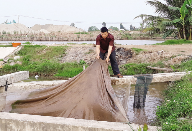 Ông Phạm Văn Long chuẩn bị thu hoạch cá.