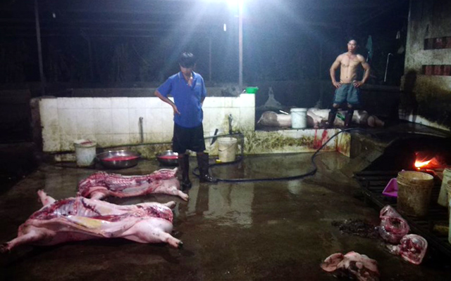 Cơ sở giết mổ lợn lậu vừa bị triệt phá hồi đầu tháng 12.2018 ở xã Gia Tân 3 (huyện Thống Nhất) đã 4 lần bị cơ quan chức lập biên bản xử phạt hành chính. Ảnh: Anh Chiến