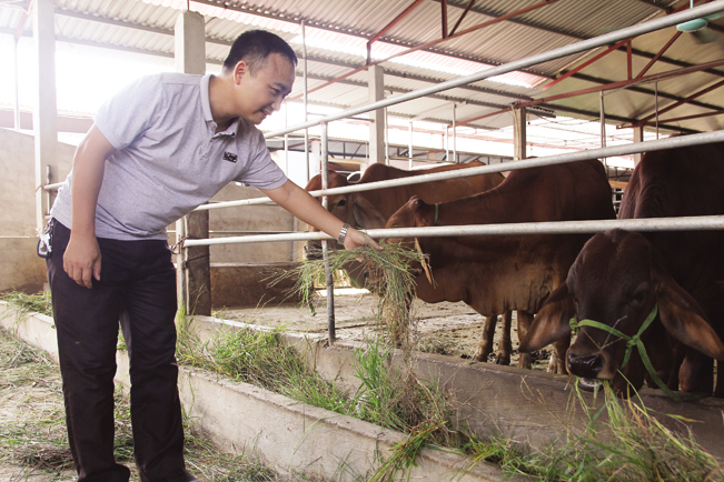 Mô hình chăn nuôi bò giống của HTX Lúa Vàng đạt hiệu quả kinh tế cao.