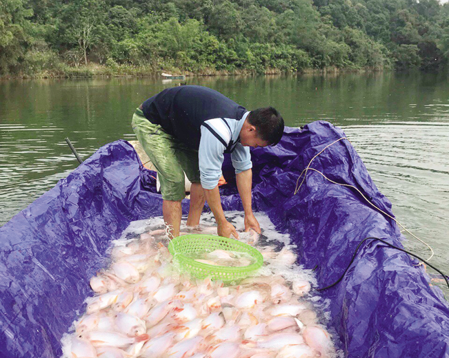 Để cá kháng bệnh tốt, anh Mừng trộn tỏi xay vào thức ăn và mua thêm cá bột bổ sung lượng đạm thường xuyên.