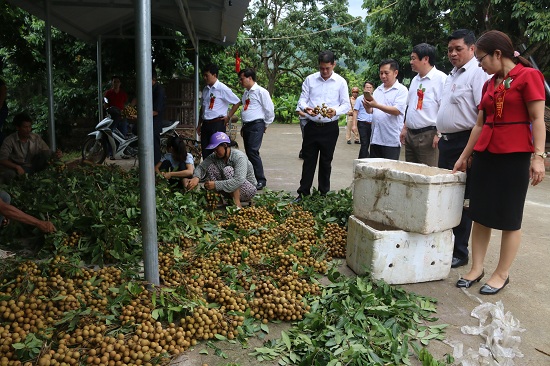 Nhờ áp dụng khoa học kỹ thuật trong sản xuất, vài năm trở lại đây cây nhãn Sông Mã đang mang lại nguồn thu nhập khá cho người nông dân.