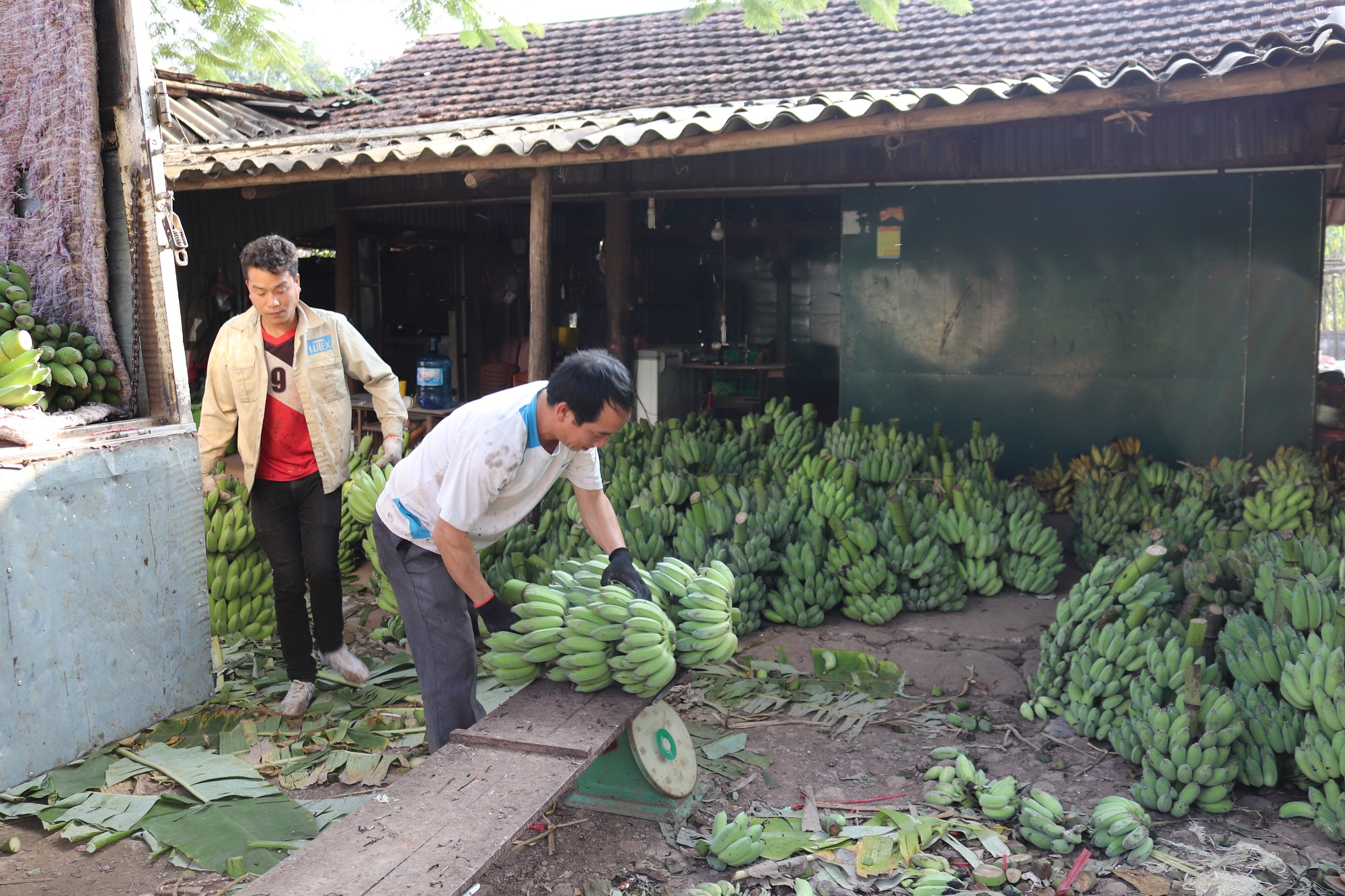 Một số mặt hàng nông sản như xoài, chuối ở huyện Yên Châu đã được xuất khẩu.