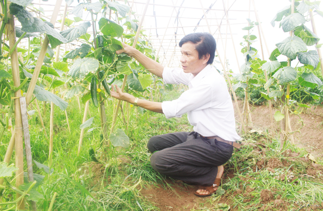Sử dụng hiệu quả vốn vay Quỹ HTND, nhiều hộ trồng rau an toàn ở thôn Liên Ấp, xã Việt Đoàn đã có thu nhập ổn định.