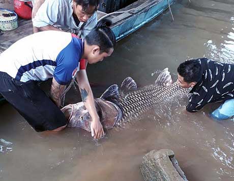 Cá hô vàng khổng lồ quý hiếm.