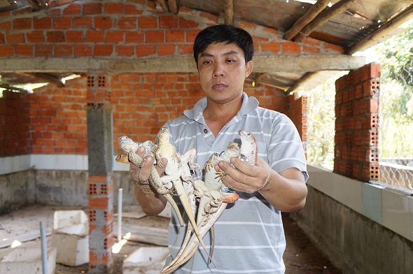 Hiện trang trại anh Tuấn có hàng ngàn con kỳ nhông cát, mỗi năm cho thu tiền trăm triệu đồng.