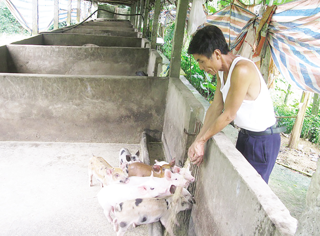 Được vay vốn Quỹ HTND, ông Hà Xuân Hòa, xã Bắc Bình (Lập Thạch) có điều kiện duy trì và phát triển đàn lợn.