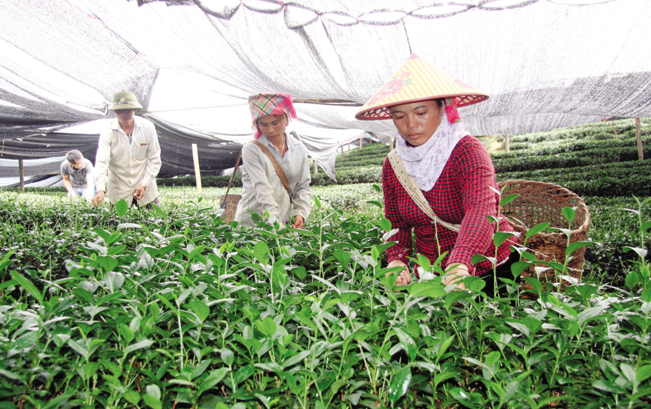 Cây chè mang lại thu nhập cao cho người dân Lai Châu.