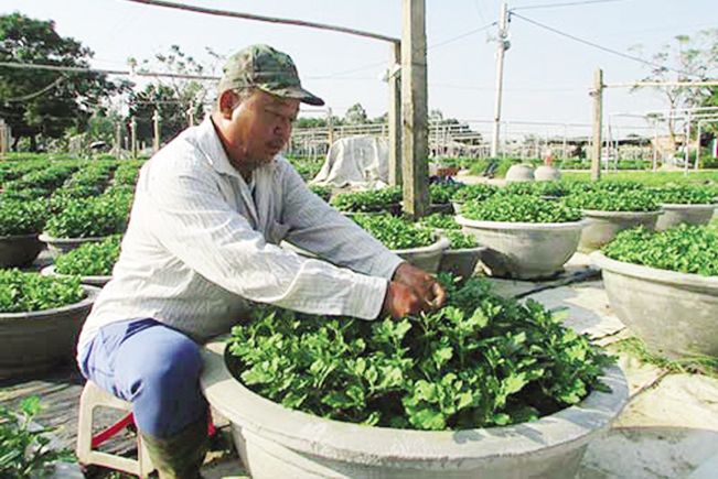 Nhiều hộ nông dân đang tất bật vào đất, chăm sóc những chậu hoa cúc cho vụ Tết sắp tới.