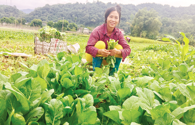 Chính quyền xã đẩy mạnh người dân chuyển đổi cơ cấu cây trồng, canh tác rau màu tăng thu nhập.