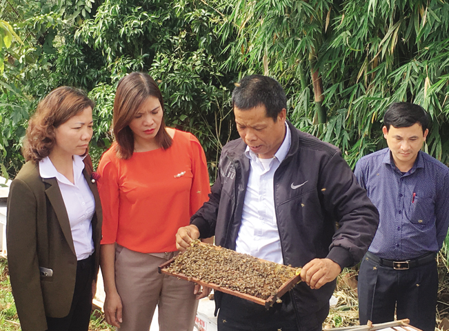Ông Nguyễn Hữu Sinh tiểu khu 30/4, xã Chiềng Sơn (Mộc Châu, tỉnh Sơn La) giới thiệu mô hình nuôi ong mật với đoàn cán bộ khuyến nông.