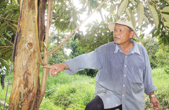 Lão nông Đỗ Thái Hùng đang chia sẻ cách chăm sóc cây sầu riêng bị bệnh xì mủ thân do nấm Phytophthora palmivora.