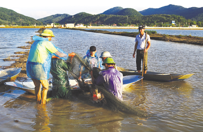 Cá thường được đánh bắt từ chiều hôm trước, quây lưới gần bờ để sáng hôm sau giao có thương lái vẫn đảm bảo tươi ngon.