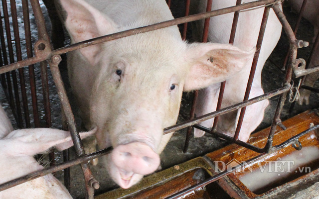 Sắp xếp lại việc giết mổ lợn là rất quan trọng để tránh dịch bệnh xảy ra trong chăn nuôi. Ảnh: Nguyên Vỹ
