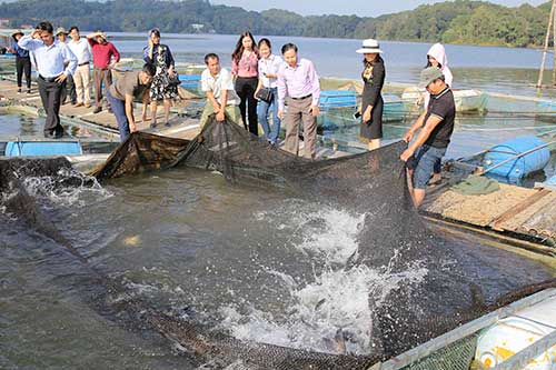 Mô hình nuôi cá lăng trong lồng trên hồ Pa Khoang (Mường Phăng, Điện Biên) được đánh giá có triển vọng, cá sinh trưởng phát triển tốt, tỷ lệ sống đạt trên 80%. (Ảnh: Vinh Duy)