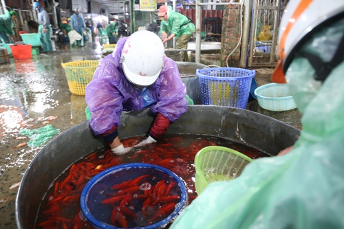 Cá chép được người dân ưa chuộng trong những ngày này phải là cá khỏe, vẩy không bị bong, màu vàng bóng. Đáng chú ý, tại chợ cá Yên Sở, cá được bán sỉ cho các tiểu thương chứ không bán lẻ.