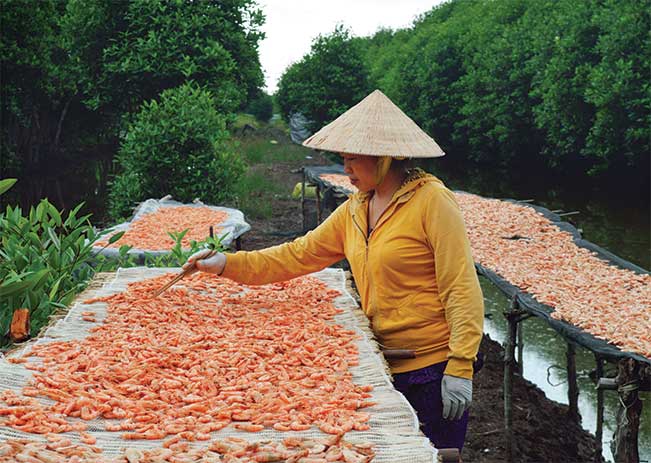 Đến hẹn lại lên, làng tôm khô Rạch Gốc (huyện Ngọc Hiển) nhộn nhịp vụ tôm khô cung ứng dịp Tết.