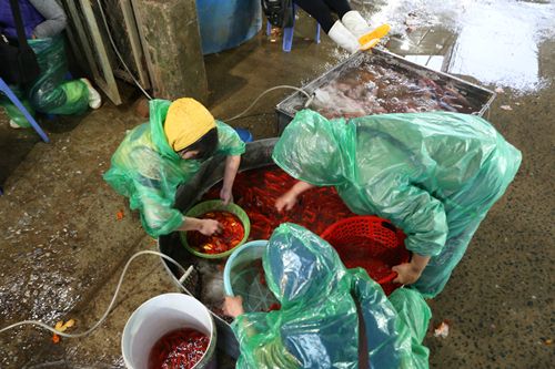 Cá chép ở chợ Yên Sở chủ yếu được đem về từ các tỉnh Hưng Yên, Hải Dương, Hà Nam, Phú Thọ...