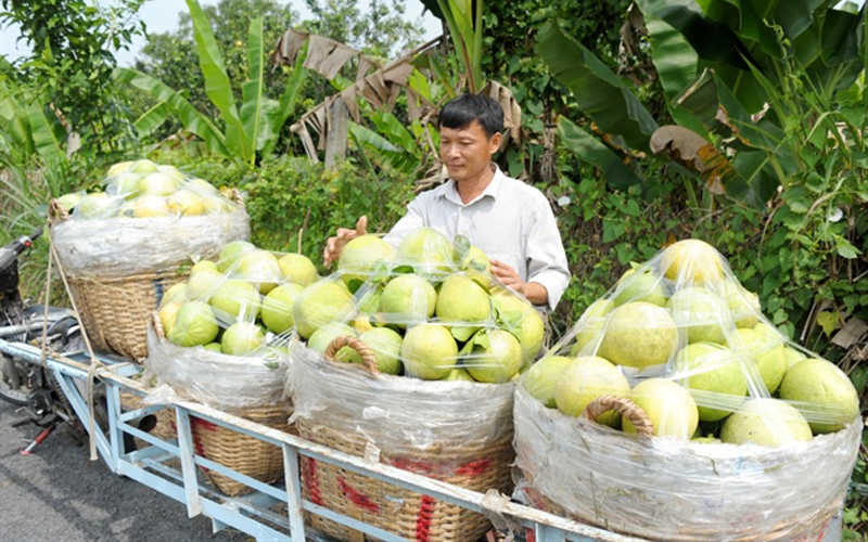 Theo nhiều thương lái cho biết, để đủ bưởi đáp ứng đủ cho thị trường trong dịp tết. Cách nay 2 tháng, thương lái đã đến nhà vườn đặt cọc bưởi Tết với giá từ 35.000 – 45.000 đồng/kg.