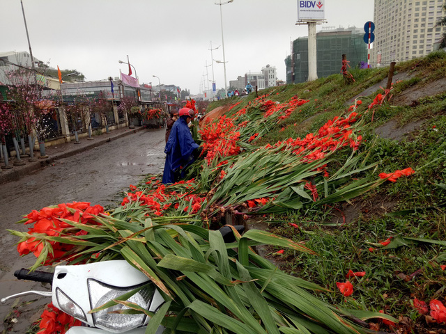 Hoa lay ơn đỏ rực bị vứt bỏ la liệt ở ven đường