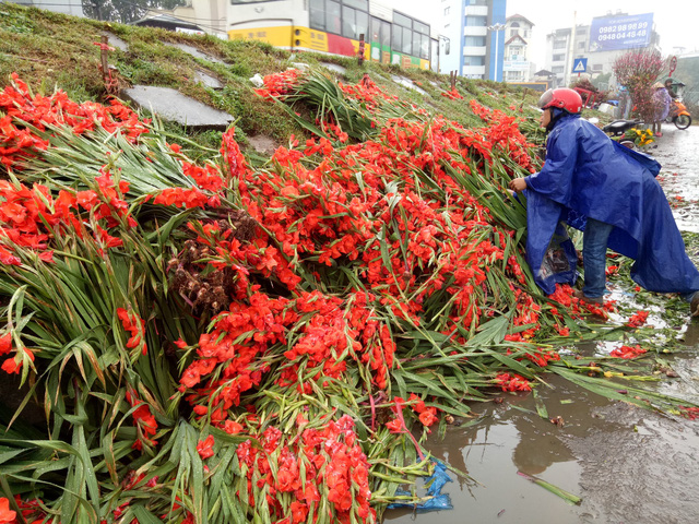 Giá hoa rớt thê thảm khiến nhiều chủ buôn không buồn bán hoa, đổ bỏ ven đường