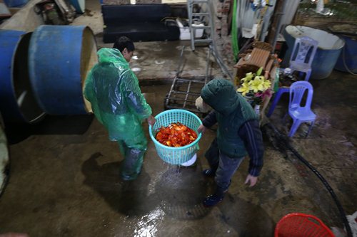 Những chiếc ô tô nối đuôi nhau chạy vào đổ các loại cá dùng để làm lễ cúng, phục vụ nhu cầu của người dân. Những ngày này, chợ cá Yên Sở chủ yếu bán cá chép đỏ, vàng.