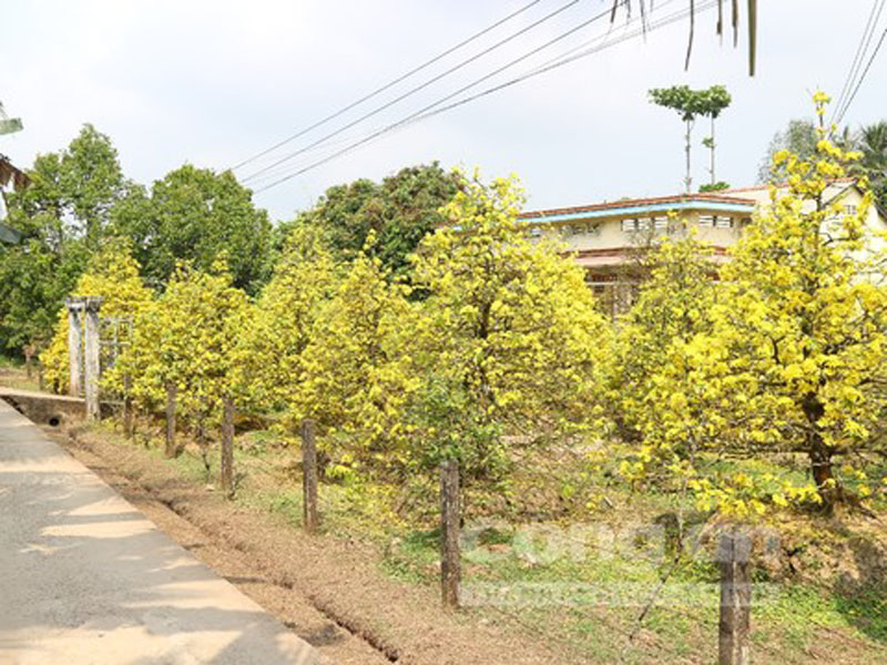 Vừa bước đến trước nhà ông Hồ Văn Sững (ở làng mai vàng) du khách sẽ bị hoa mắt trước những cánh mai vàng rực đang khoe sắc dưới nắng xuân
