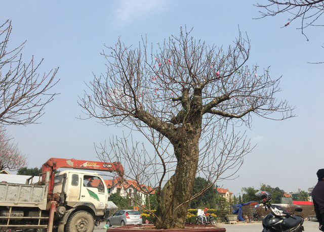 Những gốc đào sừng sững tại hội chợ hoa xuân