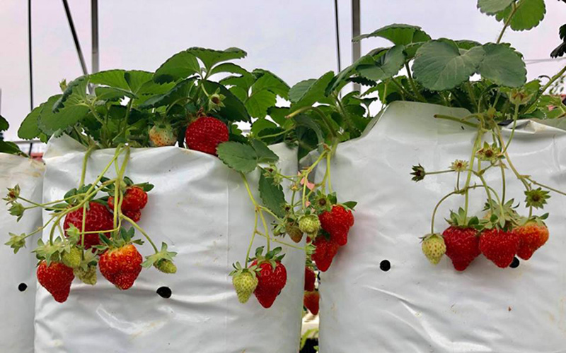 Strawberries are grown with alluvial soil mixed with rice husks, clean chicken manure in the form of Japanese pellets. Fruit trees should not be looked at because they will produce few flowers and fruits.