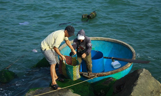 Cá được đưa lên bờ bằng thúng. Ảnh: NGUYỄN TRANG