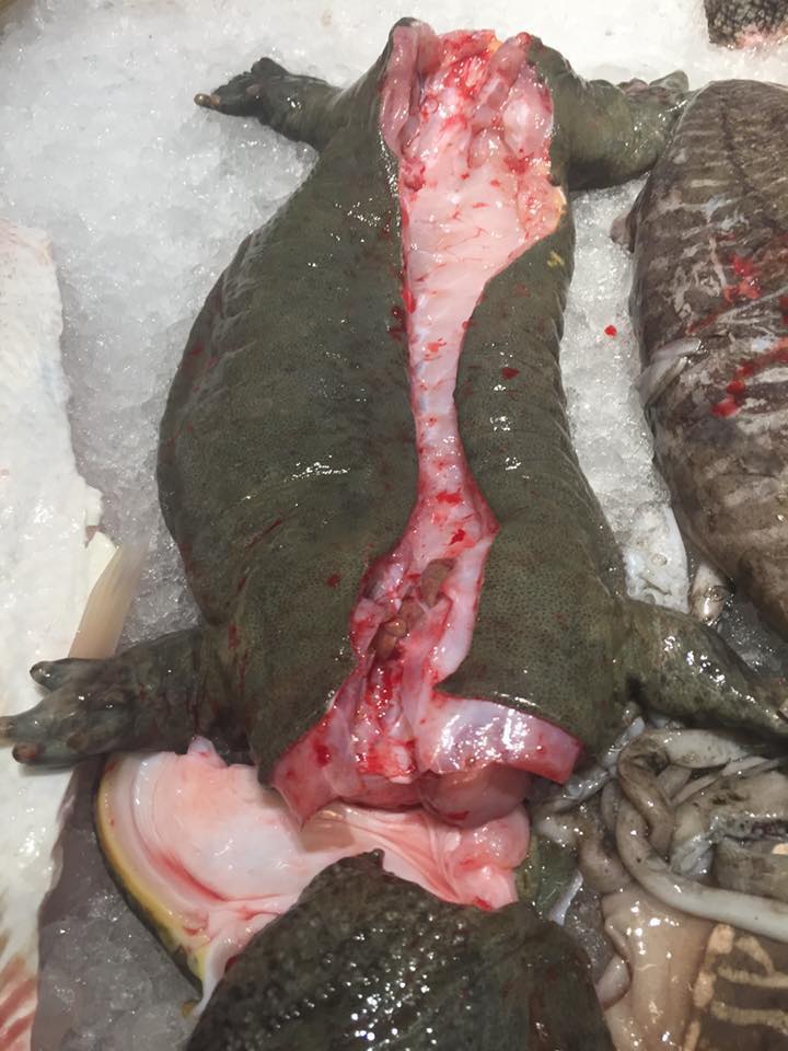 Một con cá cóc khổng lồ bị làm thịt bởi các nhân viên khu bếp của nhà hàng Trung Quốc ở thành phố Melburne của Úc (ảnh do anh Manh Hung Tran chụp và cung cấp).