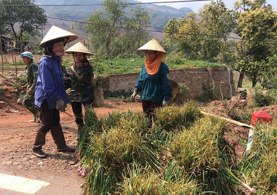 Vào những ngày đầu xuân năm mới, đồng bào Thái sinh sống tại bản Bong, (xã Chiềng Pằn, huyện Yên Châu, tỉnh Sơn La) lại tất bật thu hoạch tỏi tía trên các ruộng