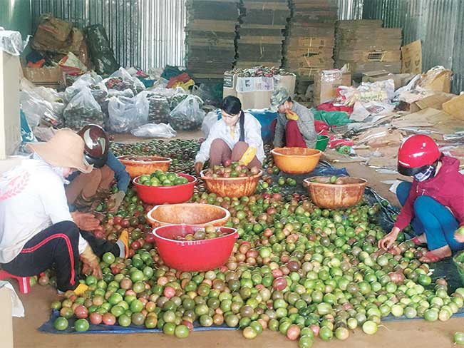 Hai tấn chanh leo quả tươi đầu tiên được Công ty Cổ phần Nafood đóng gói để xuất khẩu sang các siêu thị của nước Pháp.