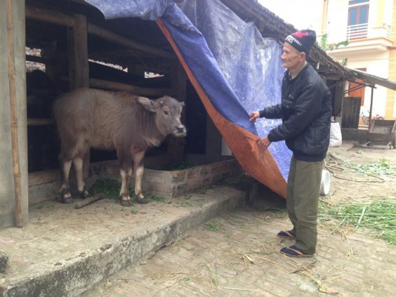 Ông Hai che tu lại chuồng trại.