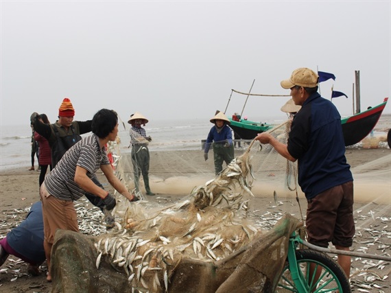 Ông Tân khoe, hôm nay gia đình ông trúng đậm, ước tính lên đến khoảng 1 tấn cá nhâm.