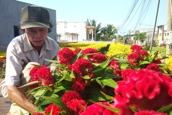 Mào gà đỏ