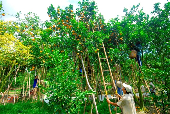 Ưu điểm của quýt hồng là màu sắc đẹp, vàng óng, ngon ngọt và chín đúng vào dịp tết nên được nhiều người ưa chuộng để bày, cúng trong dịp tết đến xuân về.